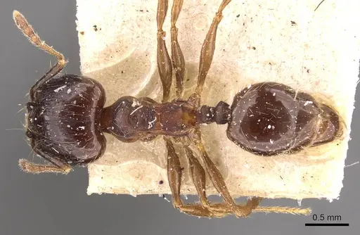Pheidole rufipilis specimen CASENT0908200 image casent0908200_1