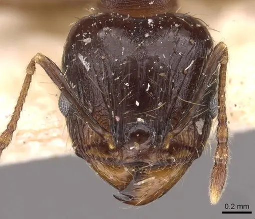 Pheidole rufipilis specimen CASENT0908200 image casent0908200_2