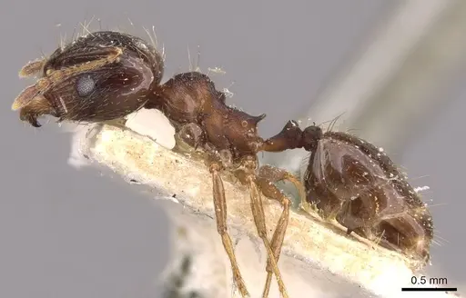 Pheidole rufipilis specimen CASENT0908200 image casent0908200_3