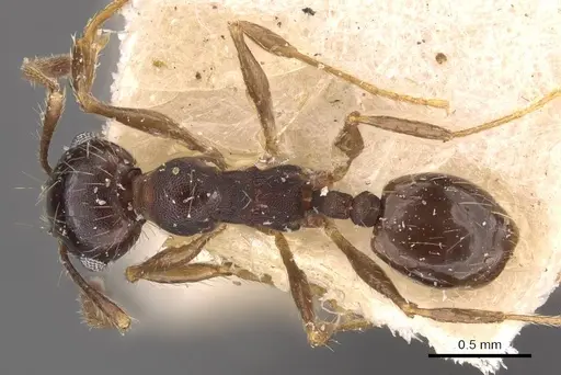 Pheidole rufipilis specimen CASENT0908201 image casent0908201_1