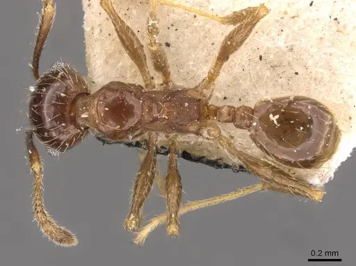 Pheidole rufipilis specimen CASENT0908203 image casent0908203_1