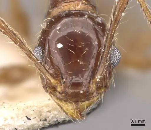 Pheidole rufipilis specimen CASENT0908203 image casent0908203_2