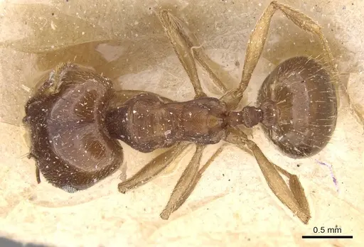 Pheidole rufipilis specimen CASENT0913401 image casent0913401_1
