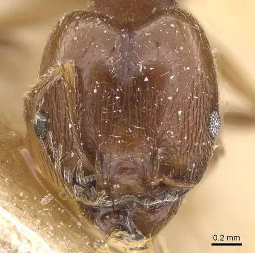 Pheidole rufipilis specimen CASENT0913401 image casent0913401_2