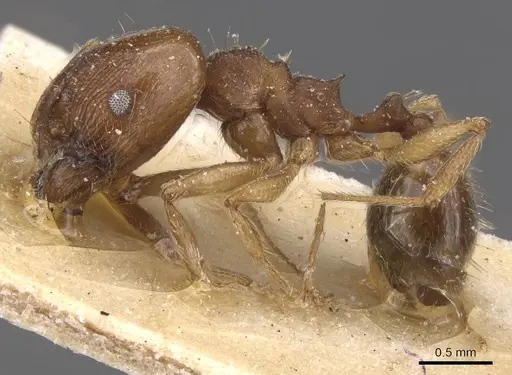 Pheidole rufipilis specimen CASENT0913401 image casent0913401_3