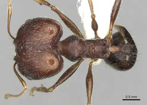 Pheidole rugaticeps specimen CASENT0281618 image casent0281618_1