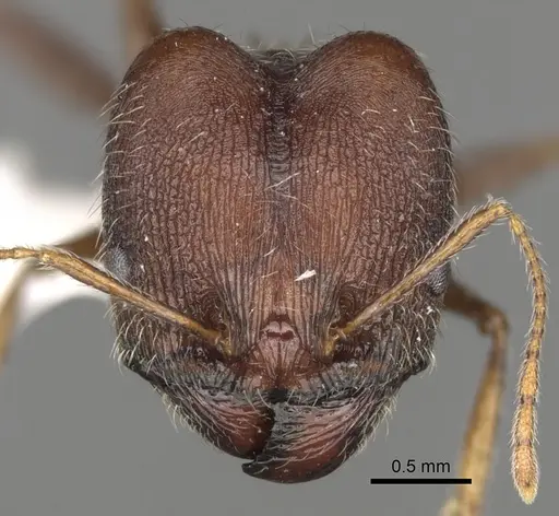 Pheidole rugaticeps specimen CASENT0281618 image casent0281618_2