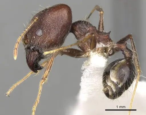 Pheidole rugaticeps specimen CASENT0281618 image casent0281618_3