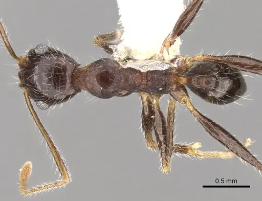 Pheidole rugaticeps specimen CASENT0281619 image casent0281619_1