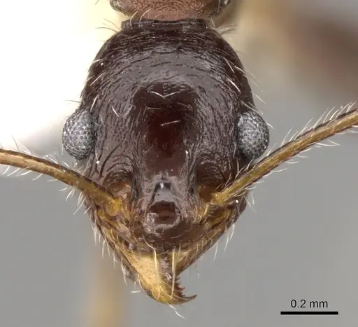 Pheidole rugaticeps specimen CASENT0281619 image casent0281619_2
