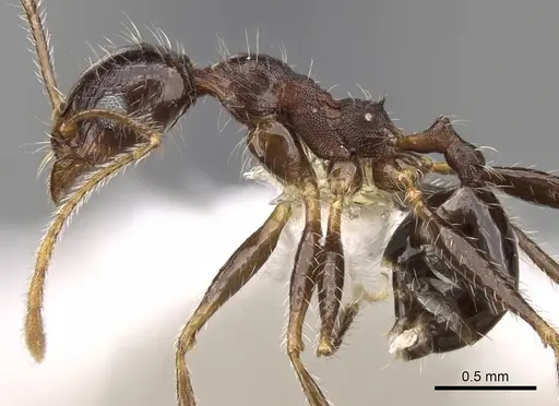 Pheidole rugaticeps specimen CASENT0281619 image casent0281619_3