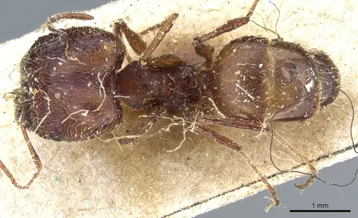 Pheidole rugaticeps specimen CASENT0904214 image casent0904214_1