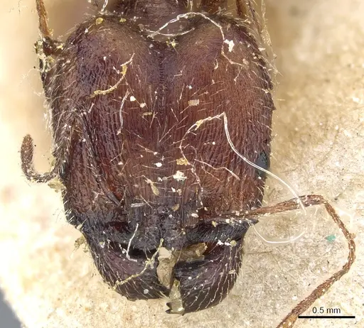 Pheidole rugaticeps specimen CASENT0904214 image casent0904214_2