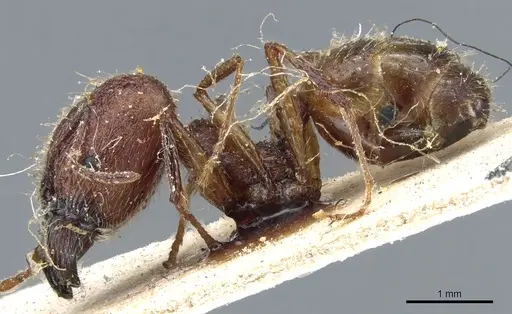 Pheidole rugaticeps specimen CASENT0904214 image casent0904214_3