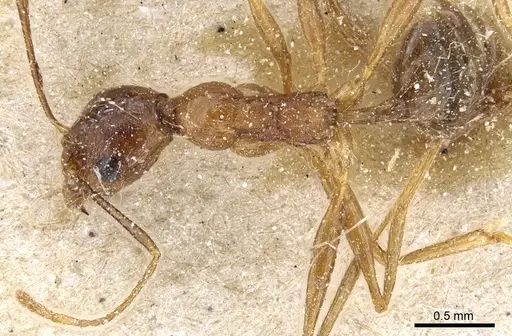 Pheidole rugaticeps specimen CASENT0904215 image casent0904215_1