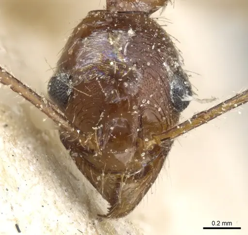 Pheidole rugaticeps specimen CASENT0904215 image casent0904215_2