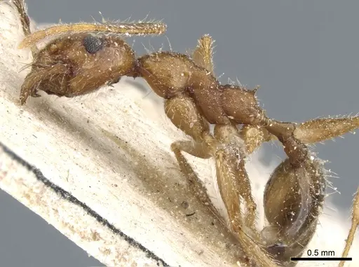 Pheidole rugaticeps specimen CASENT0904215 image casent0904215_3
