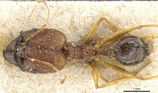 Pheidole rugaticeps specimen CASENT0904216 image casent0904216_1
