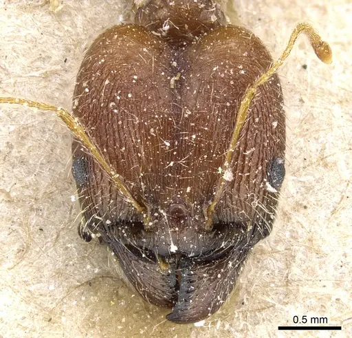 Pheidole rugaticeps specimen CASENT0904216 image casent0904216_2