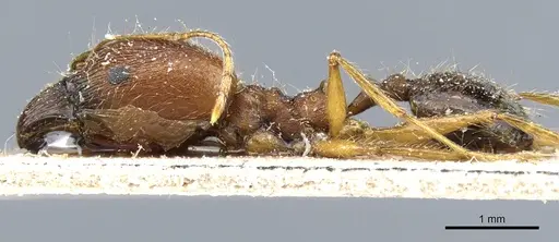 Pheidole rugaticeps specimen CASENT0904216 image casent0904216_3
