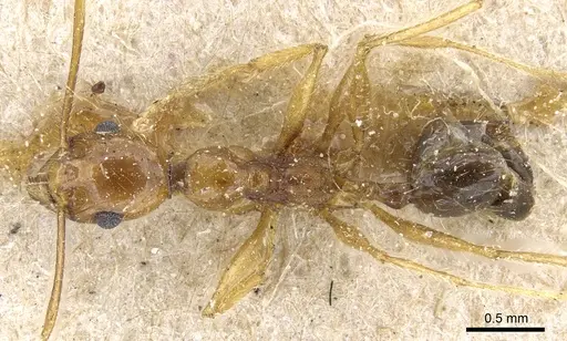 Pheidole rugaticeps specimen CASENT0904217 image casent0904217_1