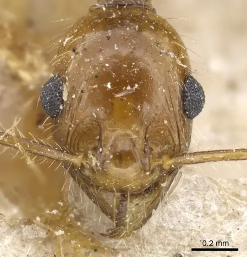 Pheidole rugaticeps specimen CASENT0904217 image casent0904217_2