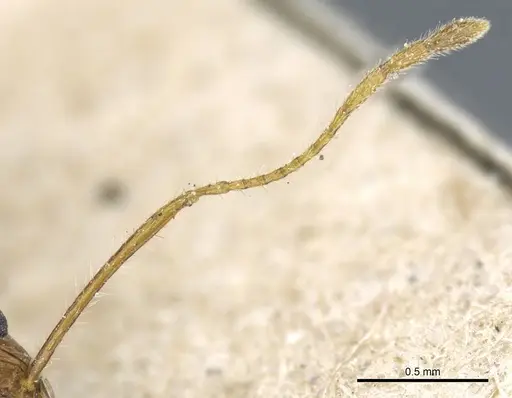 Pheidole rugaticeps specimen CASENT0904217 image casent0904217_3