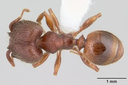 Pheidole rugatula specimen CASENT0178051 image casent0178051_1