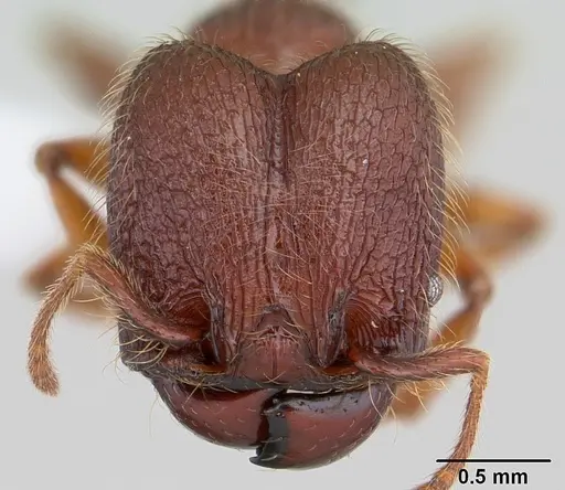 Pheidole rugatula specimen CASENT0178051 image casent0178051_2