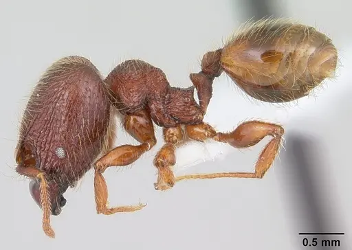 Pheidole rugatula specimen CASENT0178051 image casent0178051_3