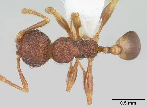 Pheidole rugatula specimen CASENT0178052 image casent0178052_1