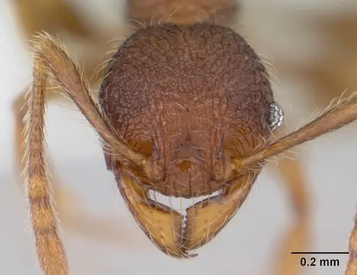 Pheidole rugatula specimen CASENT0178052 image casent0178052_2