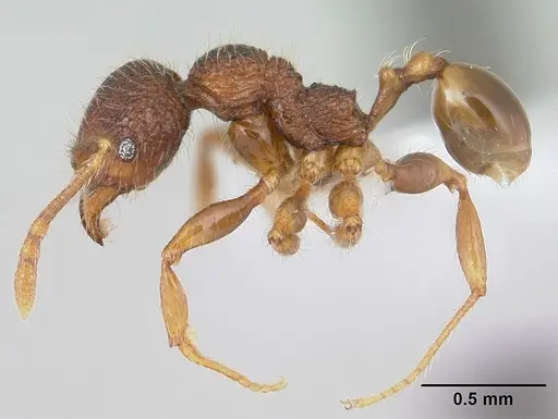 Pheidole rugatula specimen CASENT0178052 image casent0178052_3
