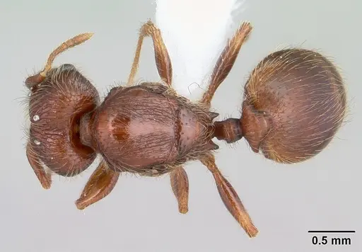 Pheidole rugatula specimen CASENT0178053 image casent0178053_1