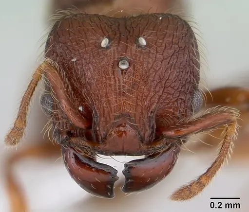 Pheidole rugatula specimen CASENT0178053 image casent0178053_2