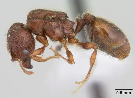Pheidole rugatula specimen CASENT0178053 image casent0178053_3