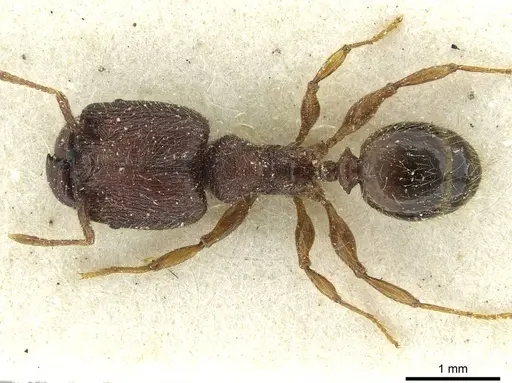 Pheidole rugatula specimen CASENT0913418 image casent0913418_1