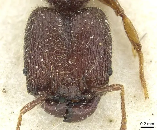 Pheidole rugatula specimen CASENT0913418 image casent0913418_2