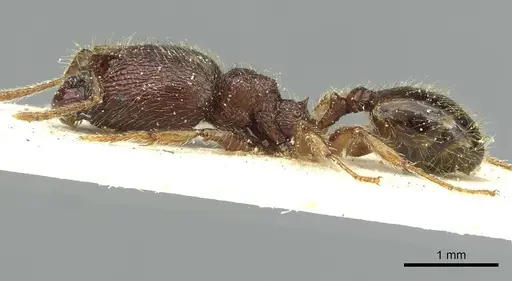 Pheidole rugatula specimen CASENT0913418 image casent0913418_3