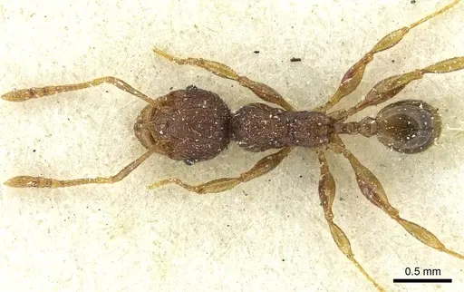 Pheidole rugatula specimen CASENT0913419 image casent0913419_1