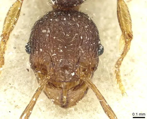 Pheidole rugatula specimen CASENT0913419 image casent0913419_2
