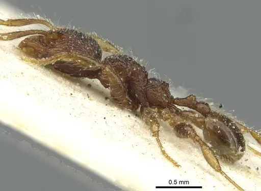 Pheidole rugatula specimen CASENT0913419 image casent0913419_3