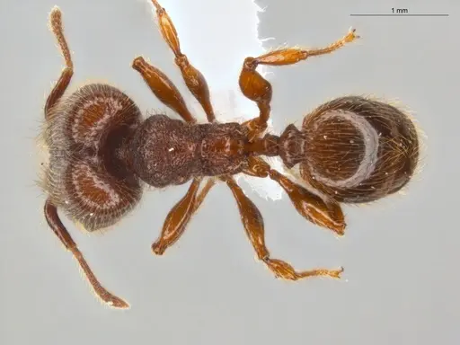 Pheidole rugatula specimen ECOFOG-GAL18-0149-36-S image ecofog-gal18-0149-36-s_1