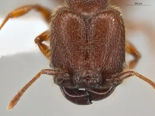 Pheidole rugatula specimen ECOFOG-GAL18-0149-36-S image ecofog-gal18-0149-36-s_2