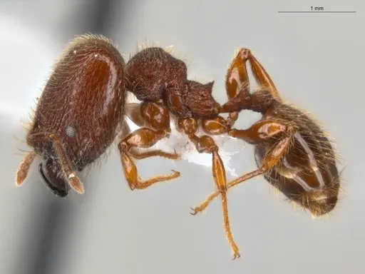 Pheidole rugatula specimen ECOFOG-GAL18-0149-36-S image ecofog-gal18-0149-36-s_3