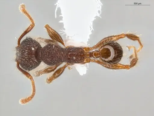 Pheidole rugatula specimen ECOFOG-GAL18-0153-18 image ecofog-gal18-0153-18_1