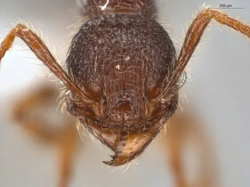 Pheidole rugatula specimen ECOFOG-GAL18-0153-18 image ecofog-gal18-0153-18_2