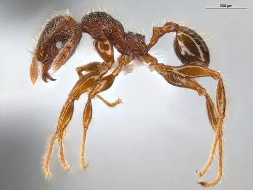 Pheidole rugatula specimen ECOFOG-GAL18-0153-18 image ecofog-gal18-0153-18_3