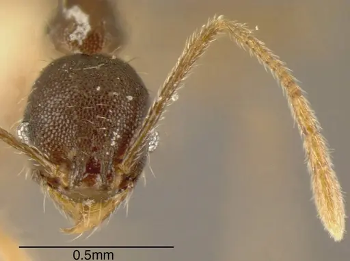 Pheidole rugiceps specimen CASENT0635520 image casent0635520_1