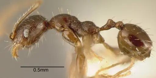 Pheidole rugiceps specimen CASENT0635520 image casent0635520_2